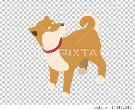 等距插畫:一隻回頭看的柴犬 等距插畫:一隻回頭看的柴犬 143492249