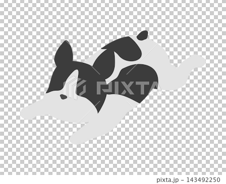 等距插圖：法國鬥牛犬面朝下躺著 143492250