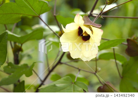 黄色いワタの花 黄色いワタの花 143492340
