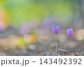 庭園に咲くピンクのシクラメンと美しい玉ボケの背景 143492392