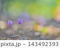 庭園に咲くピンクのシクラメンと美しい玉ボケの背景 143492393
