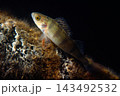 Close-Up Perch Fish Resting on Rocky floor Against Dark Underwater Background 143492532