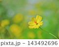 黄色のコスモスが咲く爽やかな秋の風景とコピースペース 143492696