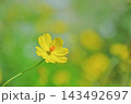 黄色のコスモスが咲く爽やかな秋の風景とコピースペース 143492697