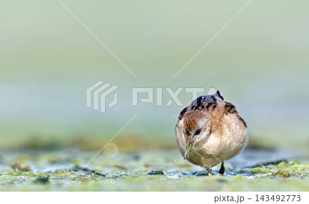 Little Crake (Porzana parva), Greece 143492773