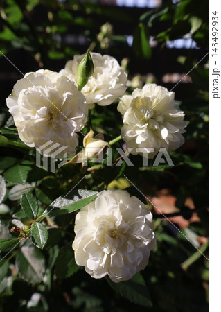 バラの花グリーンアイス 143492934