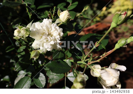 バラの花グリーンアイス 143492938
