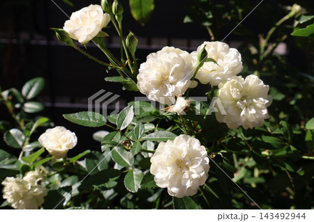 バラの花グリーンアイス 143492944