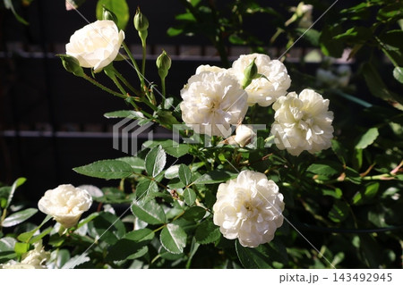 バラの花グリーンアイス 143492945