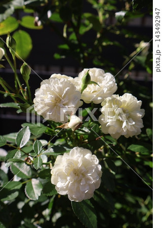 バラの花グリーンアイス 143492947