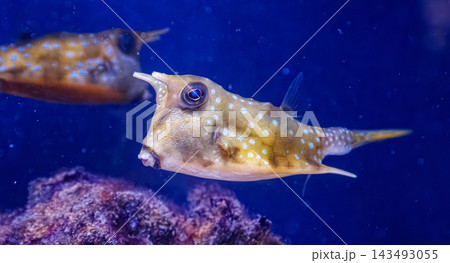 Vibrant underwater ocean fish background for environment protection layout 143493055
