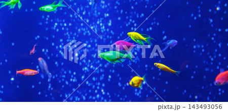 Magical colorful dreamworld background with glowing tropical fish school layout 143493056