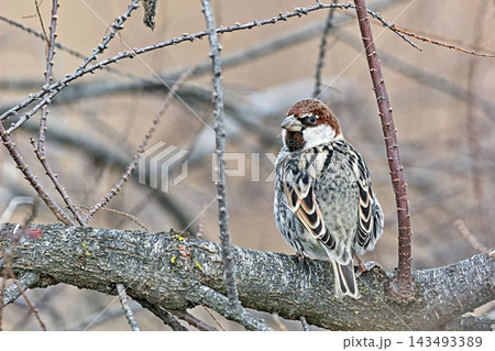 Spanish sparrow (Passer hispaniolensis), Greece 143493389