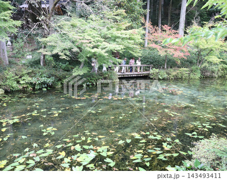 名もなき池　モネの池　岐阜県　関市　板取 143493411
