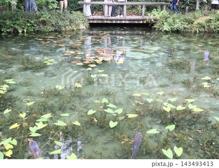 名もなき池 モネの池 岐阜県 関市 板取 名もなき池 モネの池 岐阜県 関市 板取 143493413