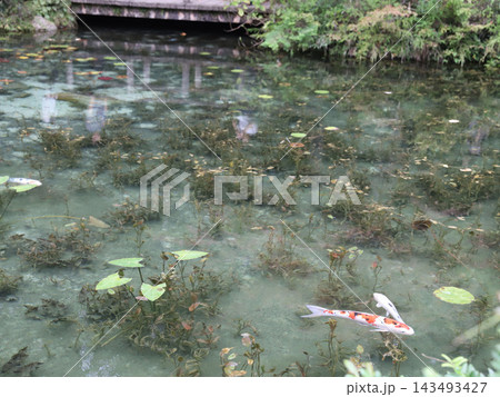 名もなき池 モネの池 岐阜県 関市 板取 名もなき池 モネの池 岐阜県 関市 板取 143493427