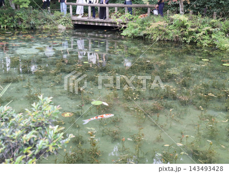 名もなき池　モネの池　岐阜県　関市　板取 143493428