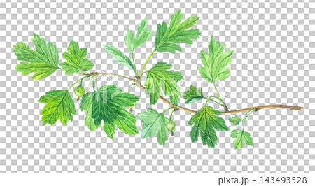Watercolor horizontal gooseberry branch with green leaves and small berries. Hand drawn botanical illustration isolated on. Detailed art Watercolor horizontal gooseberry branch with green leaves and small berries. Hand drawn botanical illustration isolated on. Detailed art 143493528
