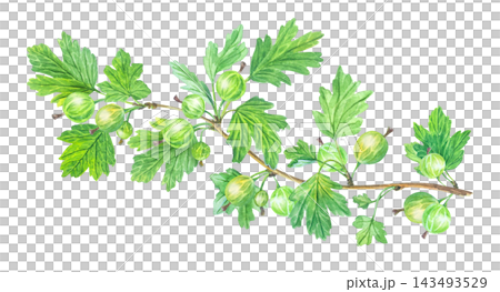 Watercolor horizontal gooseberry branch with green leaves and ripe berries. Hand drawn botanical illustration isolated element. Detailed art Watercolor horizontal gooseberry branch with green leaves and ripe berries. Hand drawn botanical illustration isolated element. Detailed art 143493529