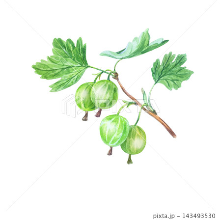 Hand drawn watercolor gooseberry sprig with fresh green berries and leaves. Isolated botanical illustration element for organic packaging design. 143493530