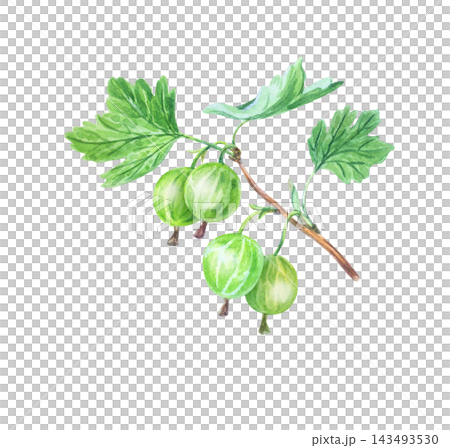 Hand drawn watercolor gooseberry sprig with fresh green berries and leaves. Isolated botanical illustration element for organic packaging design. 143493530