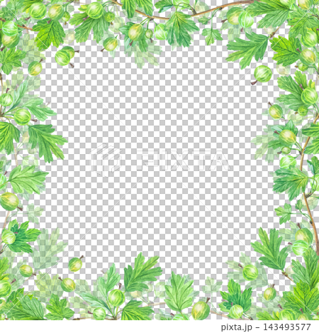Lush watercolor green gooseberry frame design with leaves and berries. Isolated repeating botanical frame border element for tea and food packaging design art Lush watercolor green gooseberry frame design with leaves and berries. Isolated repeating botanical frame border element for tea and food packaging design art 143493577