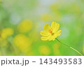 鮮やかなイエローコスモスと緑豊かな背景素材 143493583