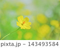 鮮やかなイエローコスモスと緑豊かな背景素材 143493584