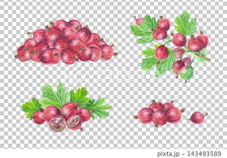 Lush watercolor red gooseberry set collection with heaps, leaves and cut halves. Isolated botanical fruit clip art set for jam labels, sweet food packaging art and sticker sheet 143493589