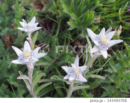 アルプスに群生する高山植物エーデルワイス!ツェルマットの自然(スイス) アルプスに群生する高山植物エーデルワイス!ツェルマットの自然(スイス) 143493708