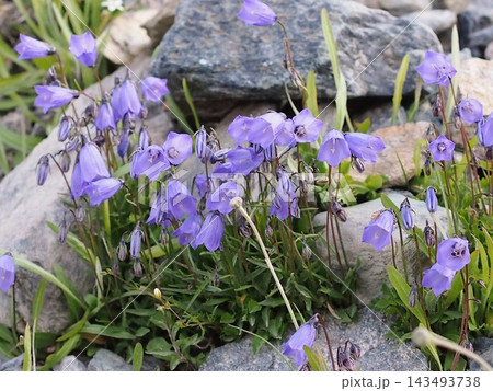 アルプスの岩場に咲く高山植物!スイスの夏山を彩る薄紫の野生の花(スイス) アルプスの岩場に咲く高山植物!スイスの夏山を彩る薄紫の野生の花(スイス) 143493738