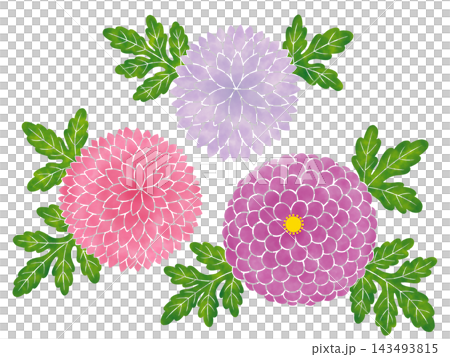 水彩風格的菊花（紫色調） 143493815