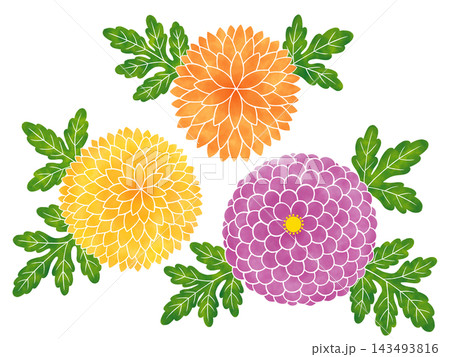 水彩風の菊の花 カラフル 水彩風の菊の花 カラフル 143493816