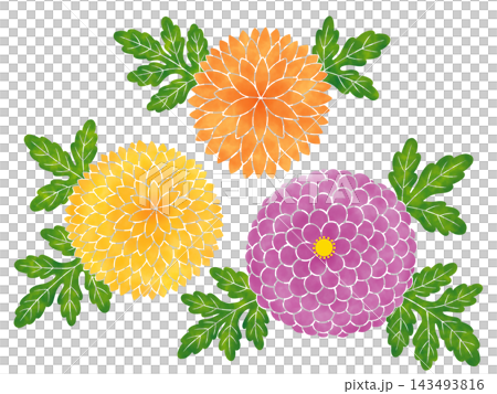 水彩風の菊の花 カラフル 水彩風の菊の花 カラフル 143493816