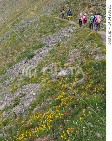 アルプスのハイキング道を歩く人々と咲き乱れる黄色の高山植物(スイス) アルプスのハイキング道を歩く人々と咲き乱れる黄色の高山植物(スイス) 143493821