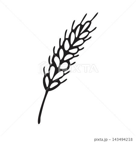 Spikelet  of wheat in doodle style. Simple black and white sketch of wheat, barley or rye stalk for bakery products, flour, package.Vector illustration 143494218