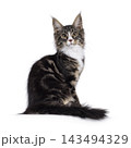 Handsome Maine Coon on white 143494329
