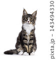 Handsome Maine Coon on white 143494330