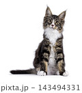 Handsome Maine Coon on white 143494331