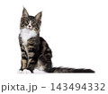 Handsome Maine Coon on white 143494332