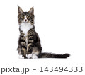 Handsome Maine Coon on white 143494333