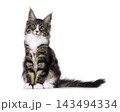 Handsome Maine Coon on white 143494334