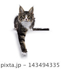 Handsome Maine Coon on white 143494335