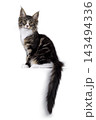 Handsome Maine Coon on white 143494336