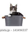 Handsome Maine Coon on white 143494337