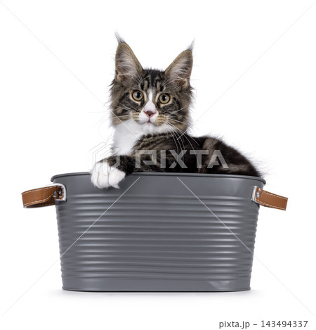 Handsome Maine Coon on white 143494337