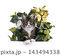 Handsome Maine Coon on white 143494338