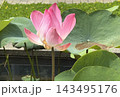 夏の日差しを浴びて咲くピンク色のハスの花 143495176
