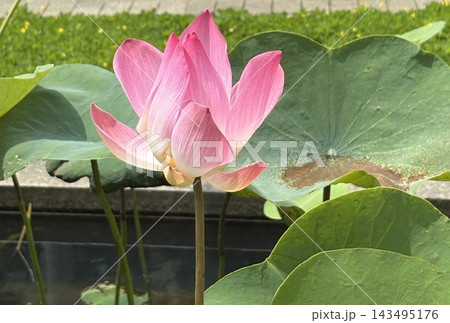 夏の日差しを浴びて咲くピンク色のハスの花 夏の日差しを浴びて咲くピンク色のハスの花 143495176