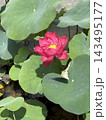 緑の蓮の葉に囲まれて咲く鮮やかなピンク色のハスの花 143495177